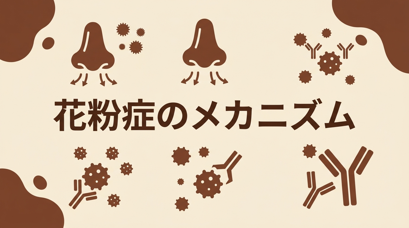 花粉症のメカニズム